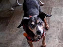 Reunited Male Dog last seen Bea Avenue, Inverness, FL 34452