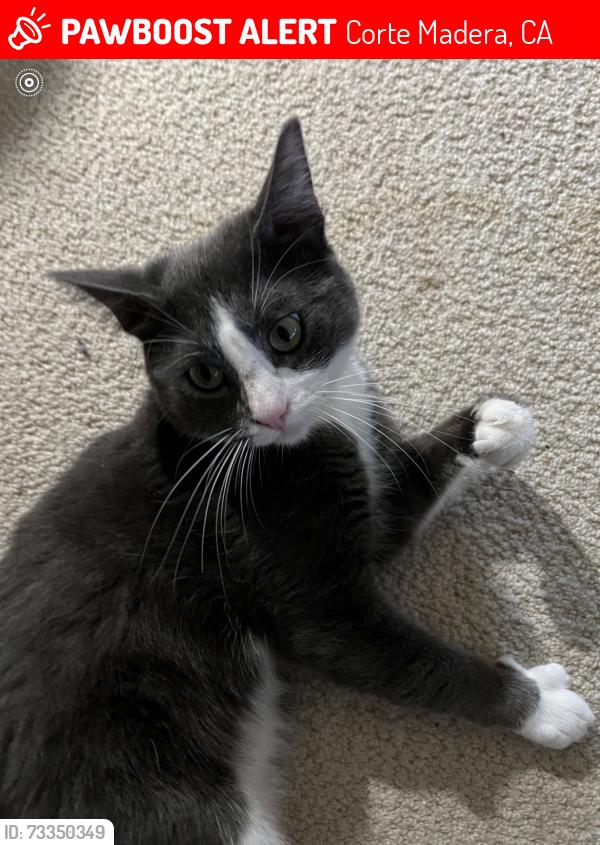 Lost Male Cat last seen Sausalito St., Corte Madera, CA 94925