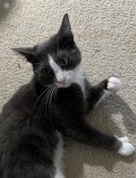 Lost Male Cat last seen Sausalito St., Corte Madera, CA 94925