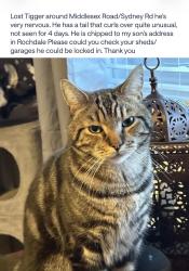 Lost Male Cat last seen Middlesex road Manchester, Greater Manchester, England 