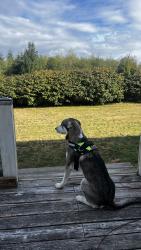 Lost Male Dog last seen Wonderly, Columbia County, OR 97048