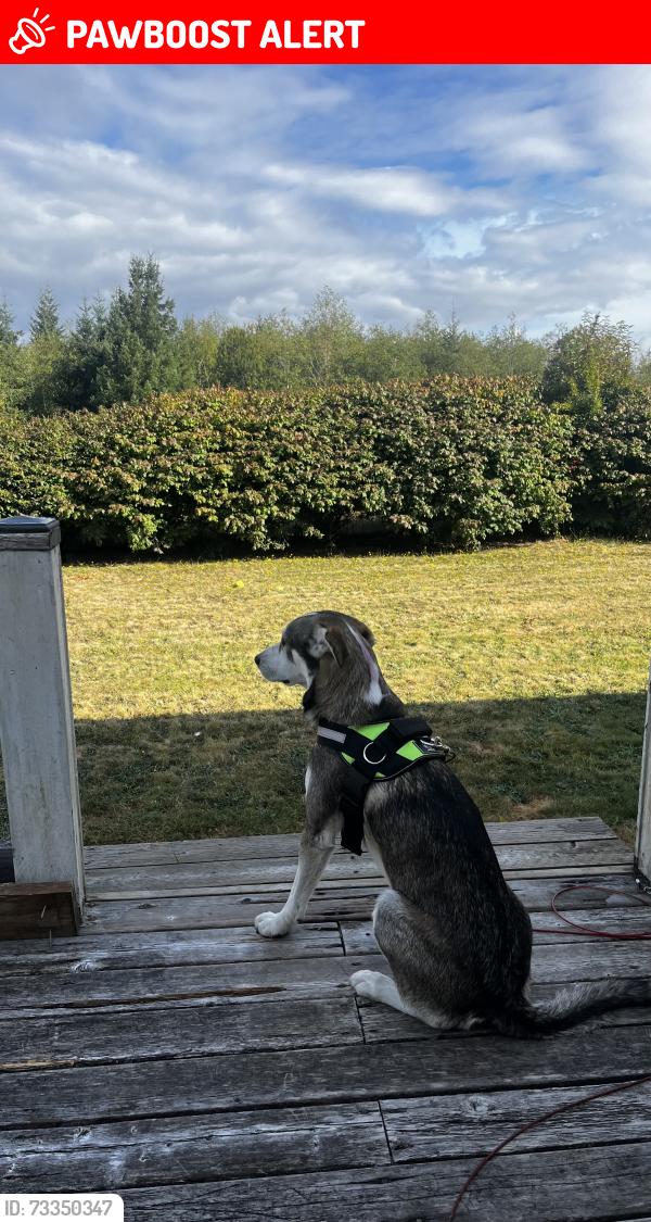 Lost Male Dog last seen Wonderly, Columbia County, OR 97048