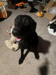 Found/Stray Female Dog last seen Monteverde/ Helen K area, Shady Hills, FL 34609