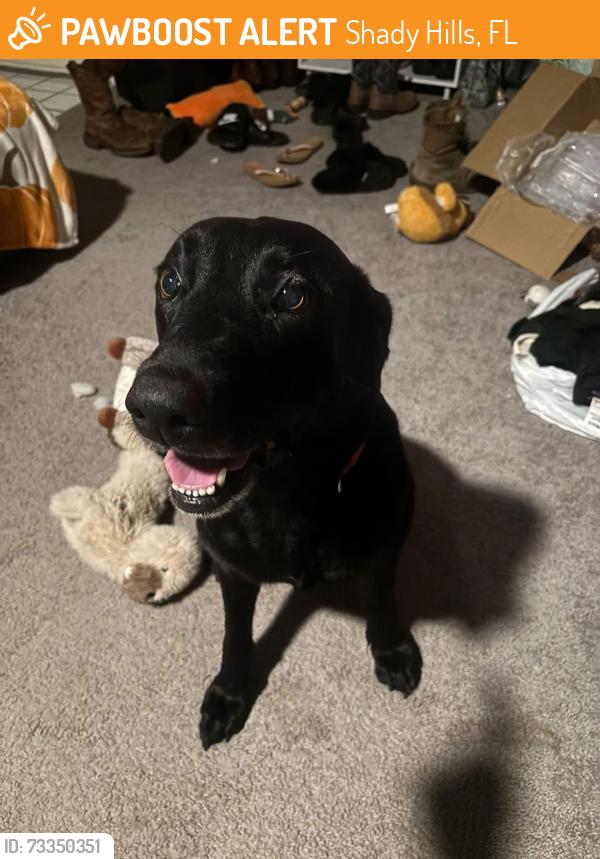 Found/Stray Female Dog last seen Monteverde/ Helen K area, Shady Hills, FL 34609