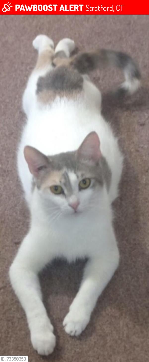 Lost Female Cat last seen Near Stratford Ave Stratford CT, Stratford, CT 06615