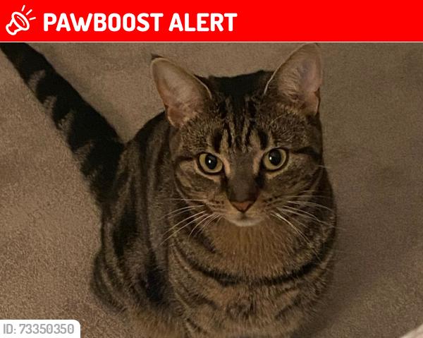 Lost Female Cat last seen on Coleman's Farm, Essex, England CM5 9QN