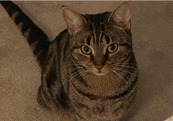 Lost Female Cat last seen on Coleman's Farm, Essex, England CM5 9QN