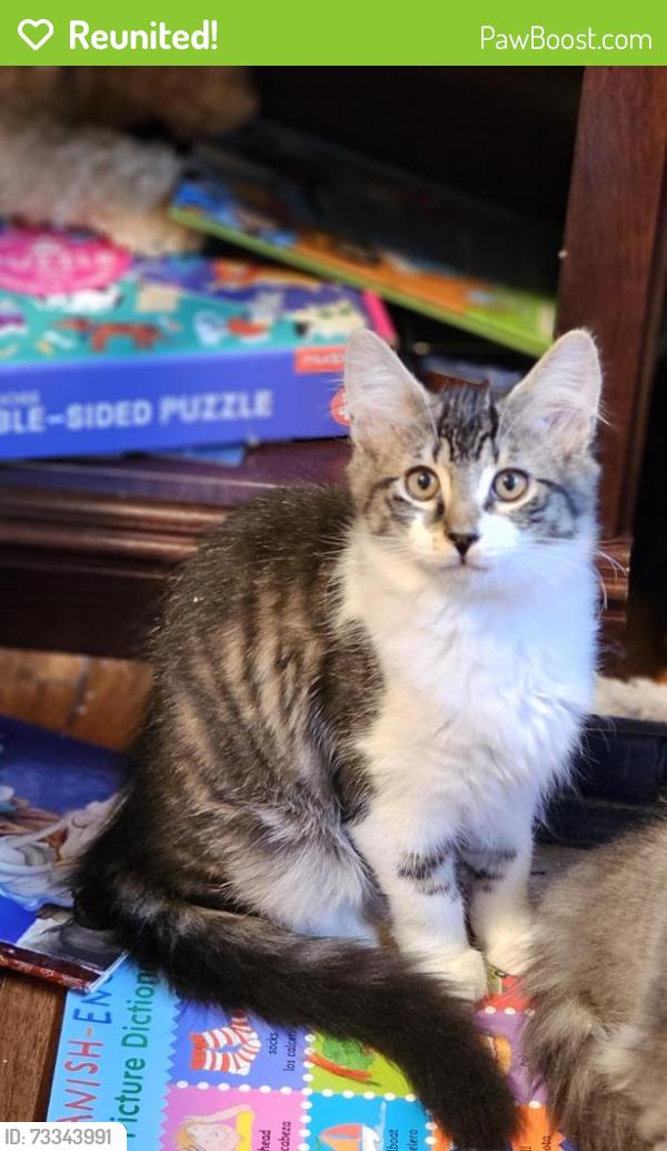 Reunited Female Cat last seen NE Meadow Ct- NE Azalea- NE 28th Ave, Hillsboro, OR 97124