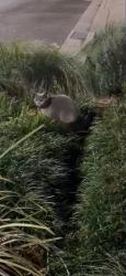 Found/Stray Unknown Cat last seen Ezymart, Kirribilli, NSW 2061