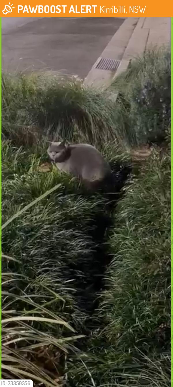 Found/Stray Unknown Cat last seen Ezymart, Kirribilli, NSW 2061