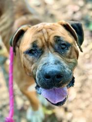 Shelter Stray Male Dog last seen CHARLOTTE, 8315 Byrum Dr, Charlotte, NC 28217, USA