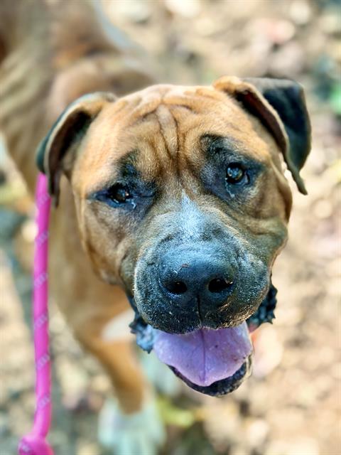 Shelter Stray Male Dog last seen CHARLOTTE, 8315 Byrum Dr, Charlotte, NC 28217, USA