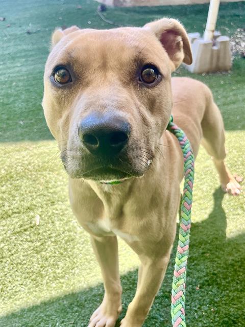 Shelter Stray Male Dog last seen CHARLOTTE, 8315 Byrum Dr, Charlotte, NC 28217, USA