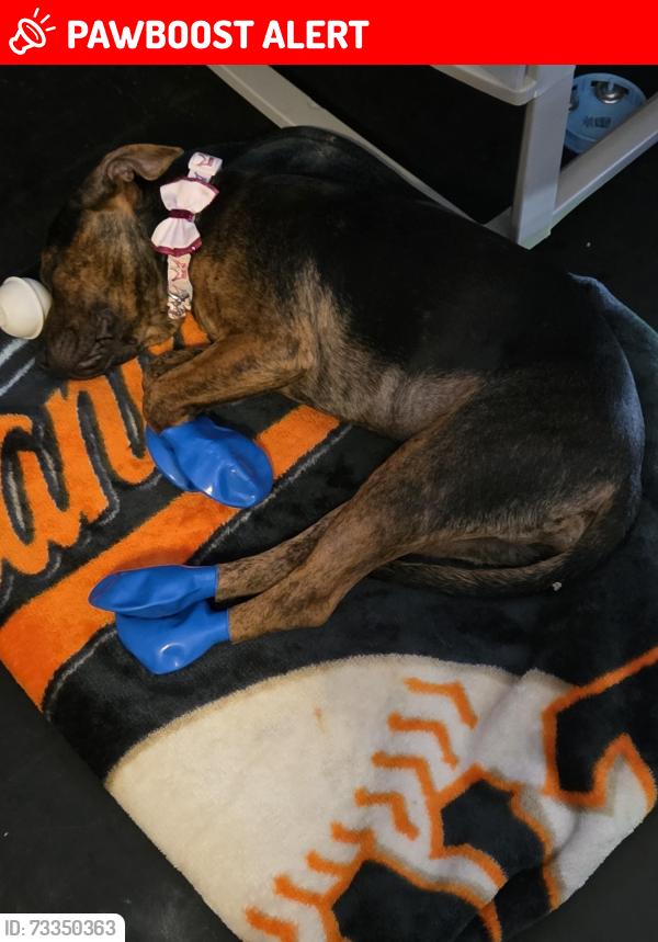 Lost Female Dog last seen Near Betabel Rd San Juan Bautista, CA 95045, San Juan Bautista, CA 95045