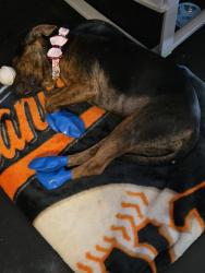 Lost Female Dog last seen Near Betabel Rd San Juan Bautista, CA 95045, San Juan Bautista, CA 95045
