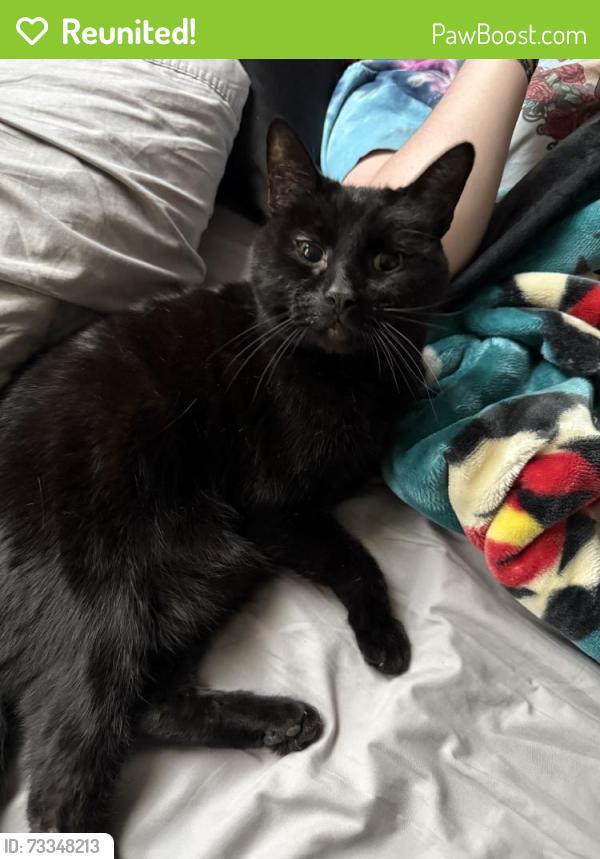 Reunited Male Cat last seen Near Avalon Ave, Lafayette, CO 80026, USA, Lafayette, CO 80026