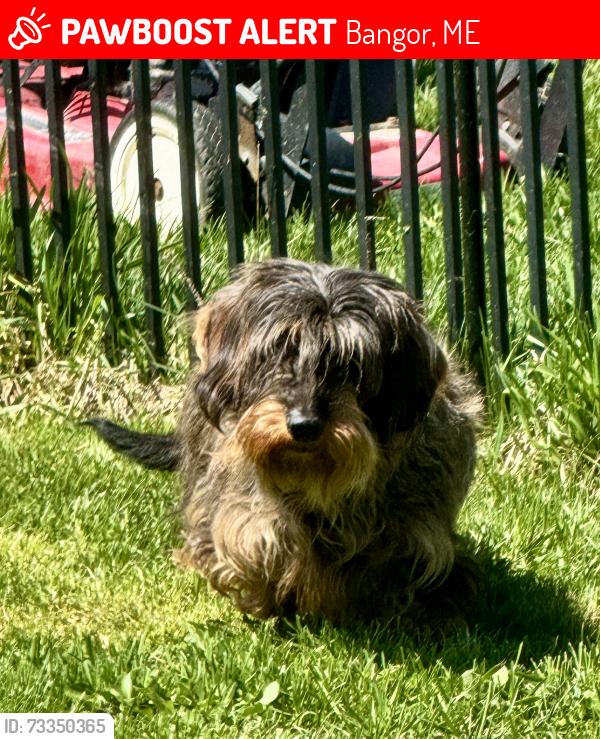 Lost Male Dog last seen Broadway, Bangor, ME 04401