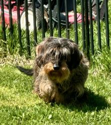 Lost Male Dog last seen Broadway, Bangor, ME 04401