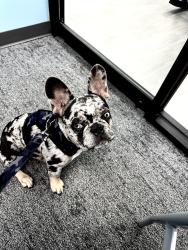 Lost Male Dog last seen Calkins and Dye, Flint, MI 48532