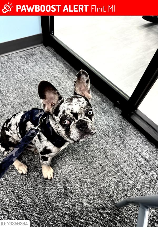 Lost Male Dog last seen Calkins and Dye, Flint, MI 48532