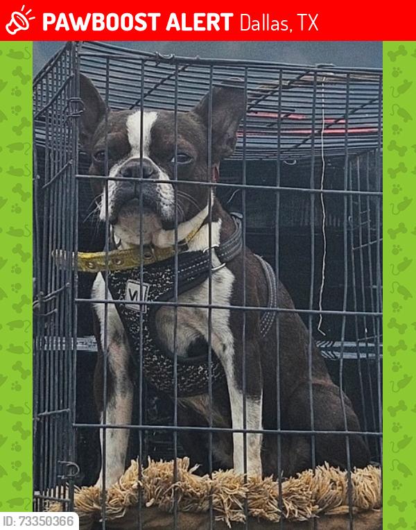 Lost Female Dog last seen By the apmts near lemmon and university park, Dallas, TX 75209