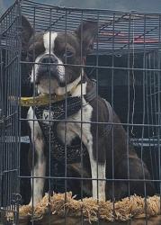 Lost Female Dog last seen By the apmts near lemmon and university park, Dallas, TX 75209