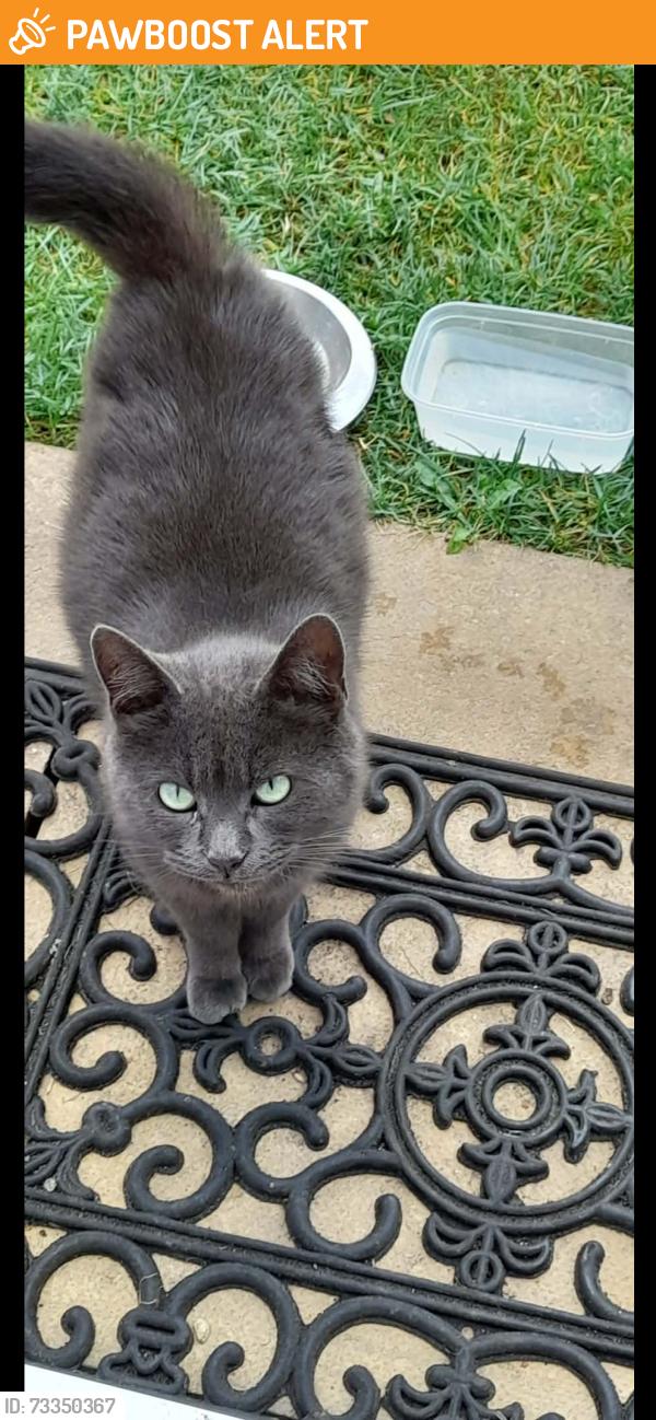 Found/Stray Female Cat last seen Kenilworth Road, Winklebury, England 