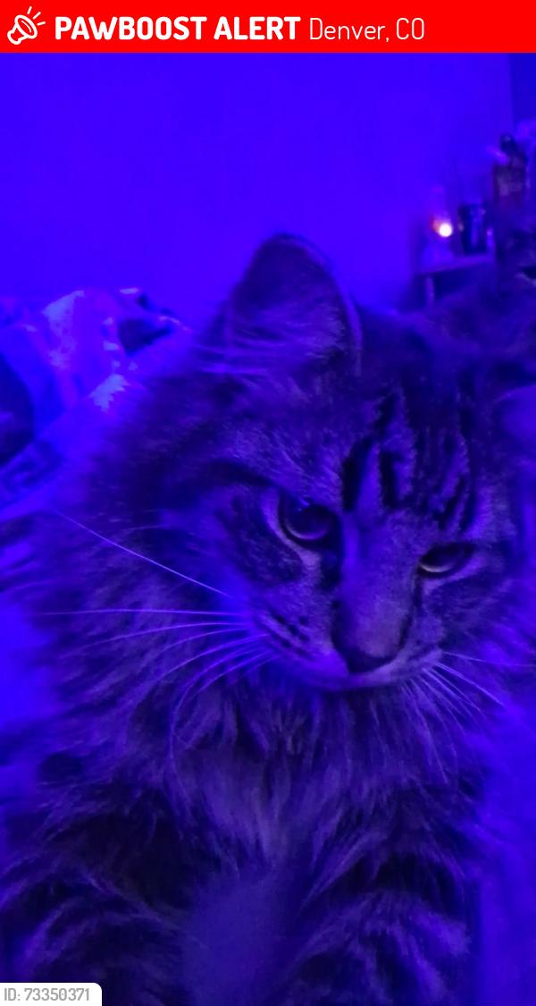Lost Male Cat last seen Cherokee n Harvard, Denver, CO 80223