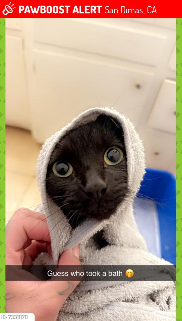 Lost Female Cat last seen Am pm, San Dimas, CA 91773