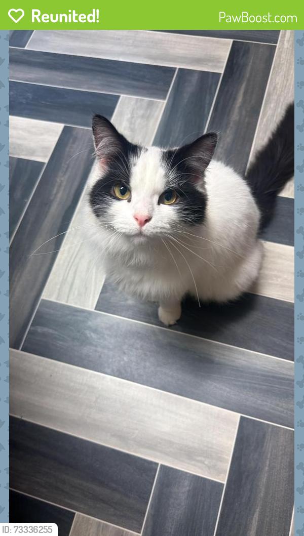 Reunited Male Cat last seen ls8 3QW 46, Harehills, England 