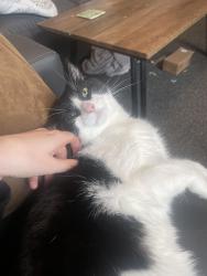 Reunited Male Cat last seen Near Harland Road, Sharrow, England S11 8NB