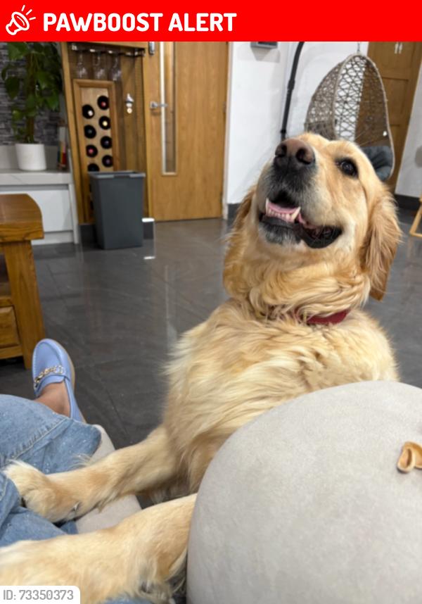 Lost Female Dog last seen Harbone, West Midlands, England B29 5SH