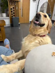 Lost Female Dog last seen Harbone, West Midlands, England B29 5SH