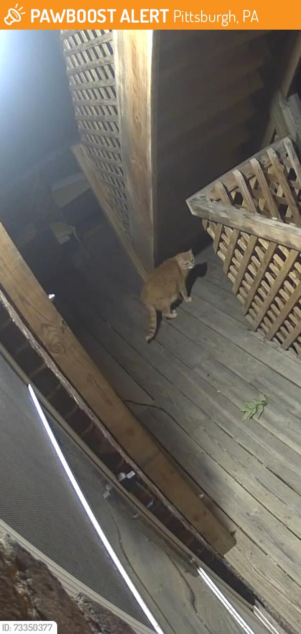 Found/Stray Unknown Cat last seen 24th and East Carson, Pittsburgh, PA 15203