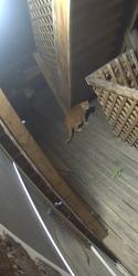 Found/Stray Unknown Cat last seen 24th and East Carson, Pittsburgh, PA 15203