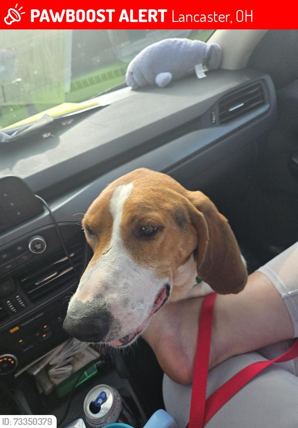 Lost Male Dog last seen Near Sheridan Drive, Lancaster, OH 43130