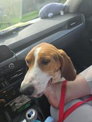 Lost Male Dog last seen Near Sheridan Drive, Lancaster, OH 43130