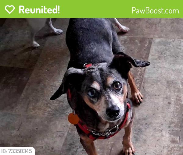 Reunited Male Dog last seen Bea Avenue, Inverness, FL 34452