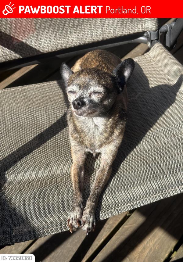 Lost Female Dog last seen N Webster & N Denver Ave, Portland, OR 97217