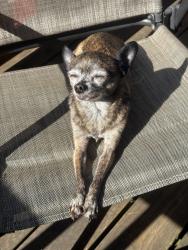 Lost Female Dog last seen N Webster & N Denver Ave, Portland, OR 97217