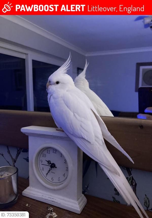 Lost Female Bird last seen Burton road, Littleover, England 