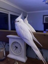Lost Female Bird last seen Burton road, Littleover, England 