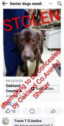Lost Male Dog last seen Near N.Telegraph Rd Bldg 42E, Oakland County, MI 48324