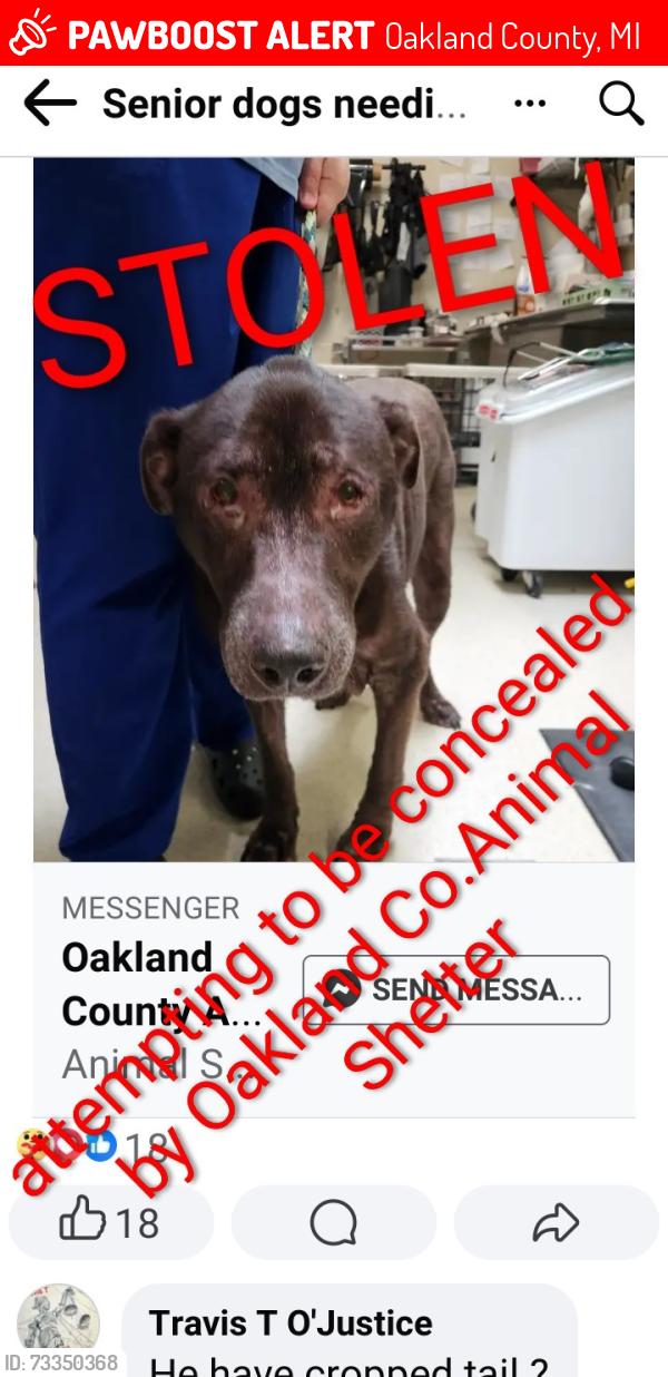Lost Male Dog last seen Near N.Telegraph Rd Bldg 42E, Oakland County, MI 48324