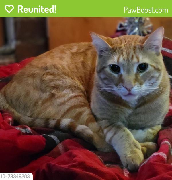 Reunited Male Cat last seen Went missing on Ridgeway Ave between James St. & Harrison St., Morgantown, WV 26505