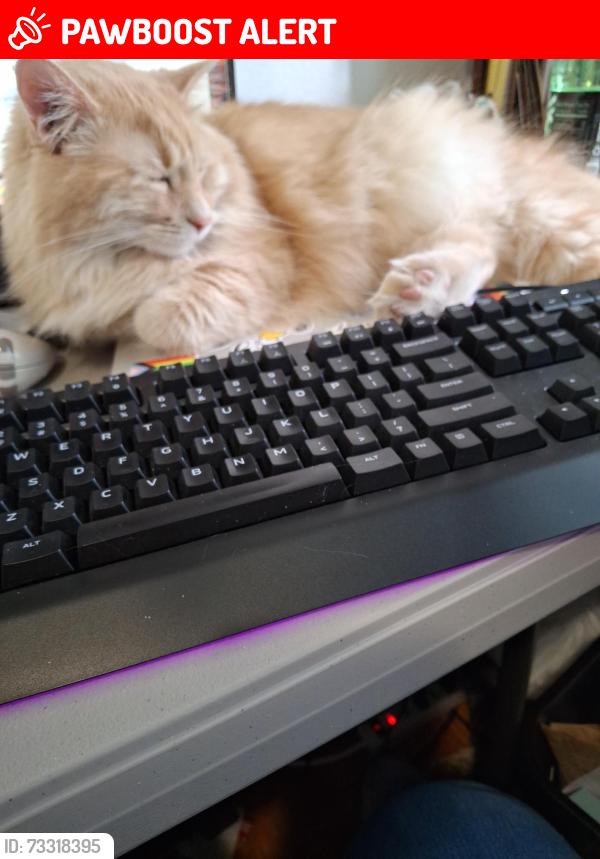 Lost Male Cat last seen Tennyson and Tennyson Court, Breckenridge Hills, MO 63114