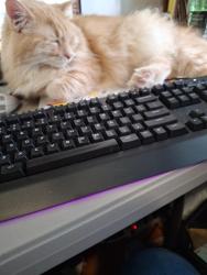 Lost Male Cat last seen Tennyson and Tennyson Court, Breckenridge Hills, MO 63114