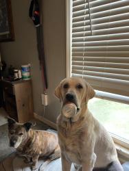 Reunited Male Dog last seen Chase shadow, Huntsville, AL 35811