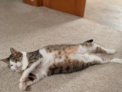 Lost Male Cat last seen West Cove Ct and White Shell Dr, Fort Wayne, IN 46804