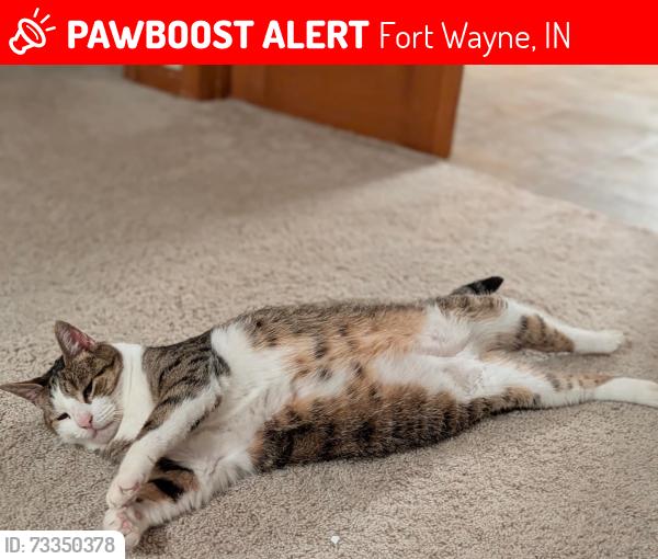 Lost Male Cat last seen West Cove Ct and White Shell Dr, Fort Wayne, IN 46804
